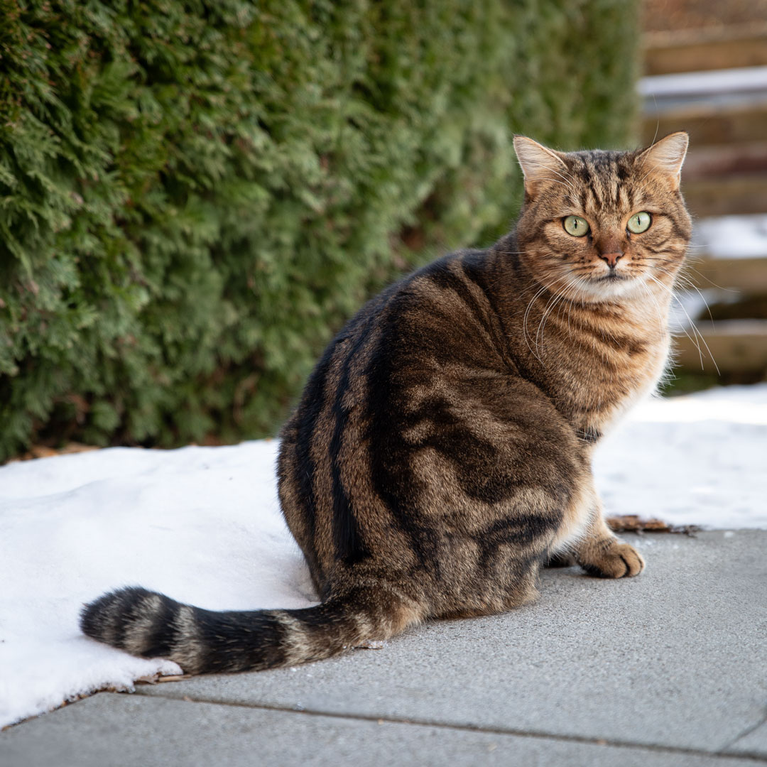Schnuffi von den riesertatzen - Katzenfotografie Schnuffi von den riesertatzen - Katzenfotografie