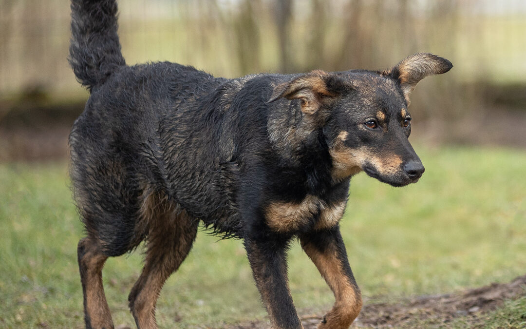 Ehrenamtliches Hundeshooting in Ziertheim für Fotos für Pfoten