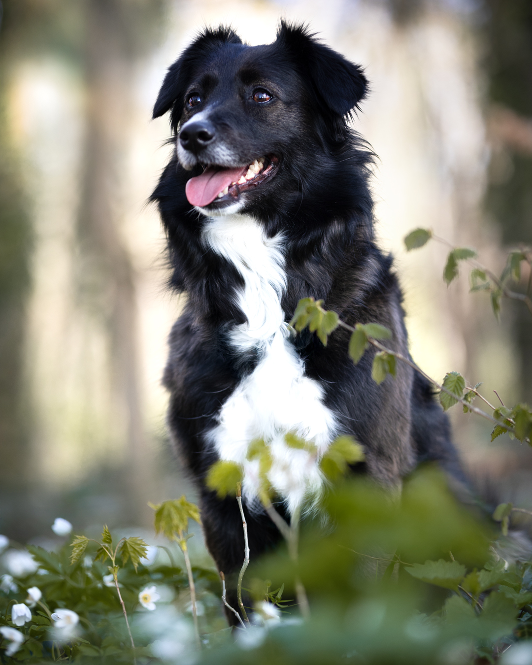 Hundeshooting in Dischingen mit Talina Hundeshooting in Dischingen mit Talina