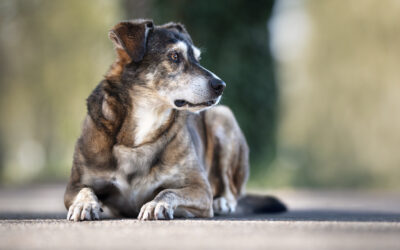 Hundeshooting in Dischingen – Fotoshooting mit den riesertatzen