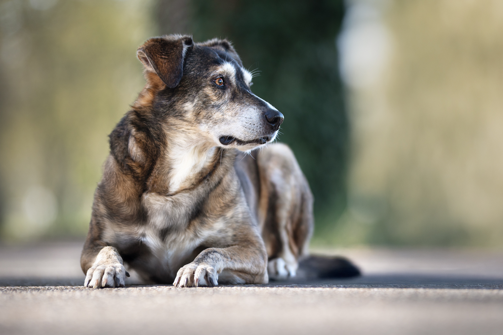 Hundeshooting in Dischingen - Jack von den riesertatzen Hundeshooting in Dischingen - Jack von den riesertatzen