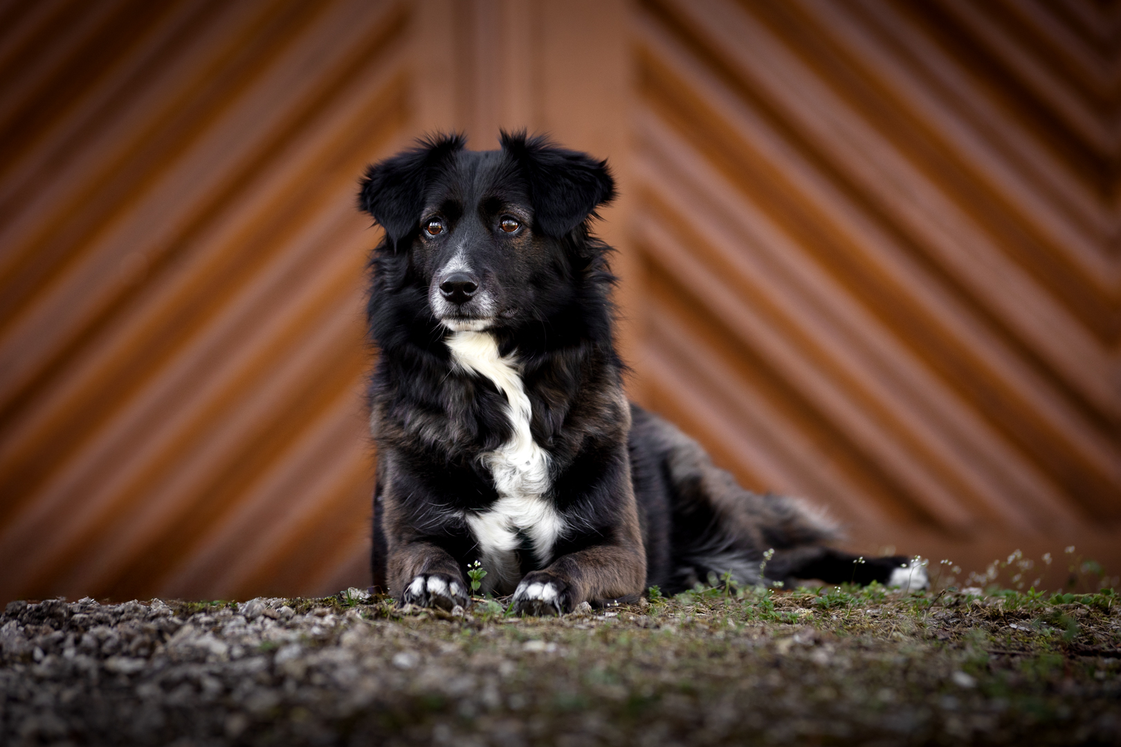 Hundeshooting in Dischingen mit Talina Hundeshooting in Dischingen mit Talina