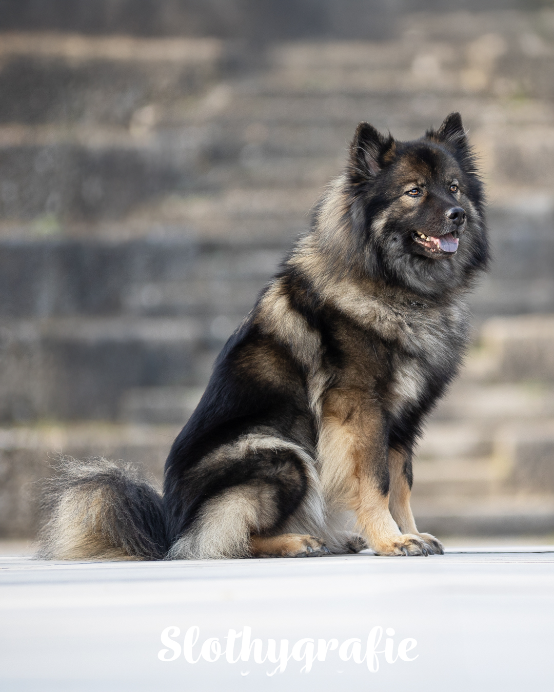 Hundeshooting in München mit Ceyla - Fotowalk rund um München Hundeshooting in München mit Ceyla - Fotowalk rund um München