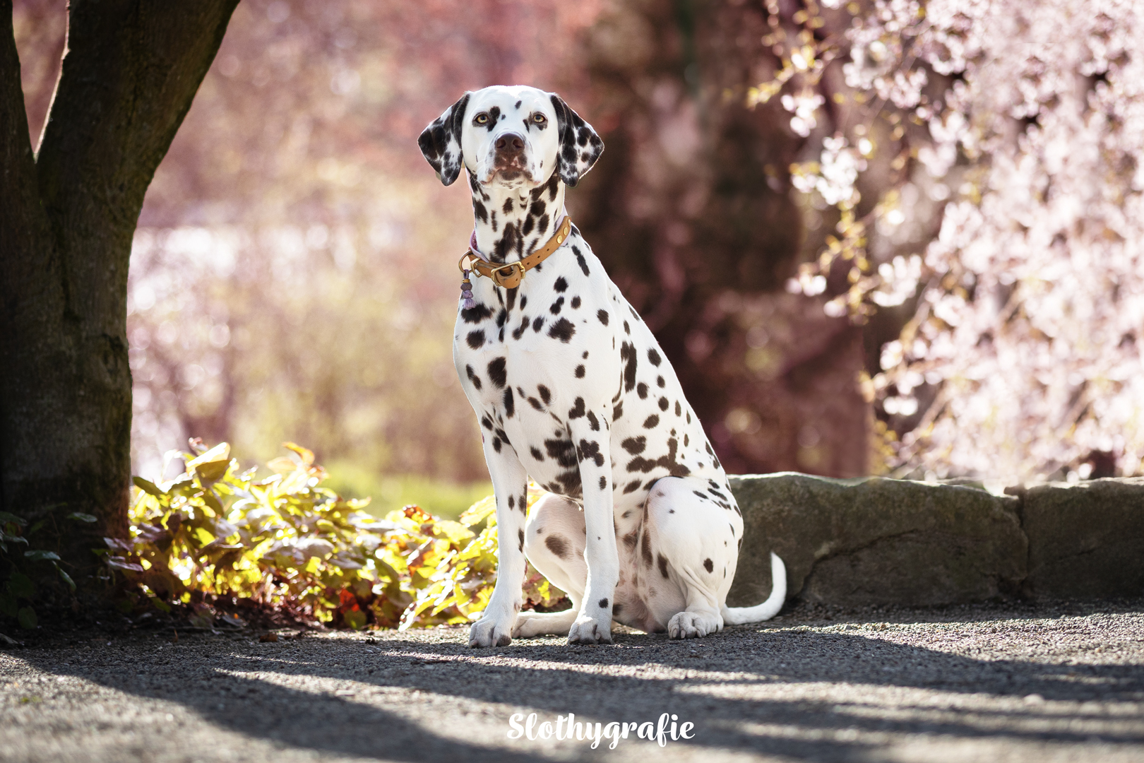 Hundeshooting in München mit Ella - Fotowalk in München Hundeshooting in München mit Ella - Fotowalk in München