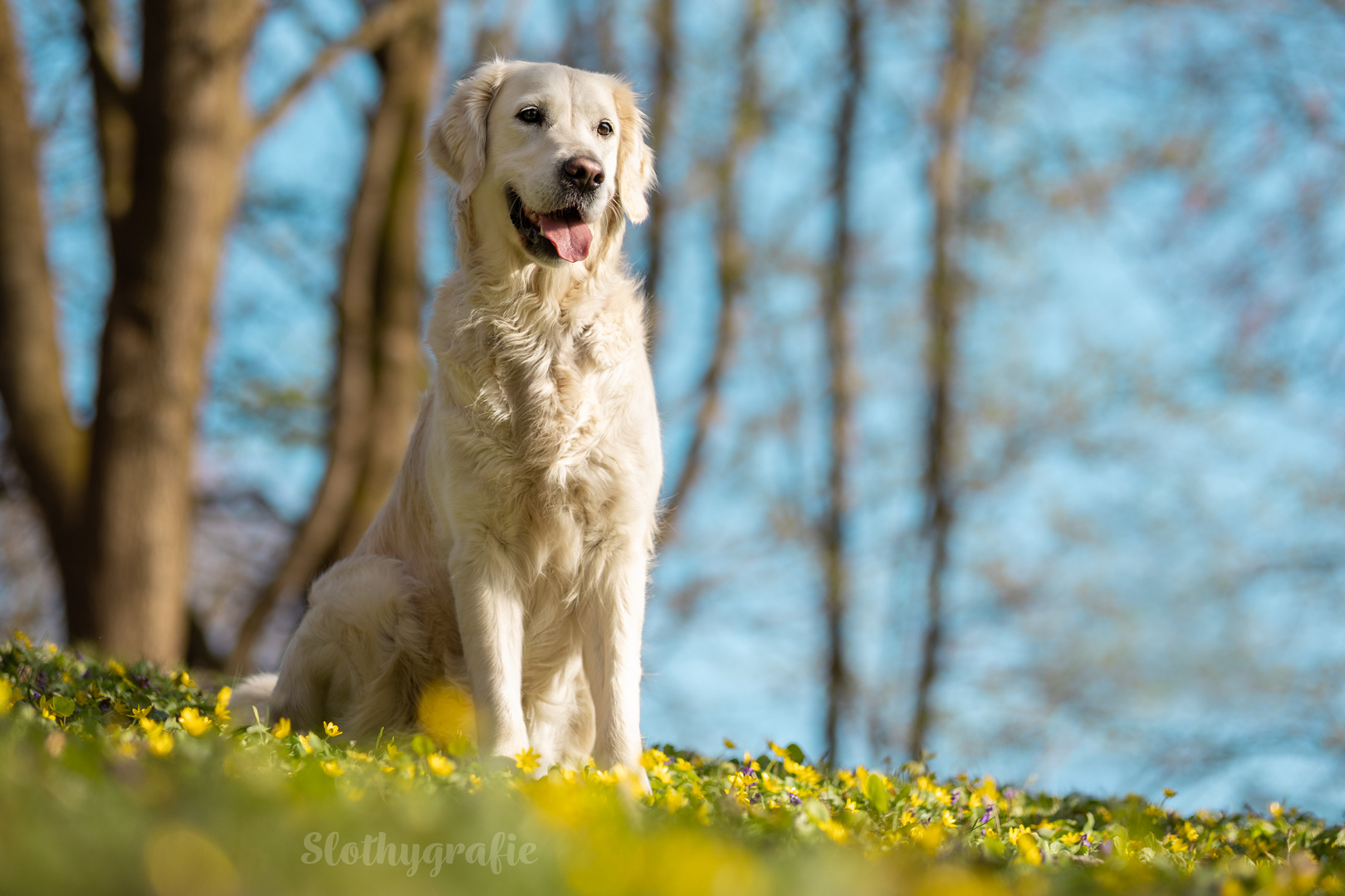 Hundeshooting in München - Grace - Fotowalk rund um München Hundeshooting in München - Grace - Fotowalk rund um München