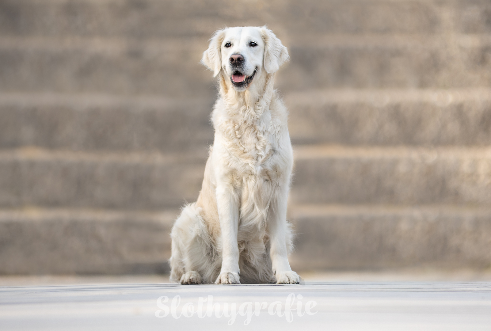 Hundeshooting mit Grace beim Hundefotowalk in München - Hundefotografin in Bayern Hundeshooting mit Grace beim Hundefotowalk in München - Hundefotografin in Bayern