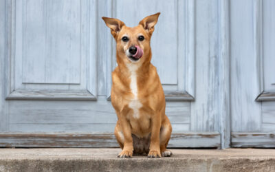 Hundeshooting in Weißenburg – Fotowalk mit Markus Heber Photography