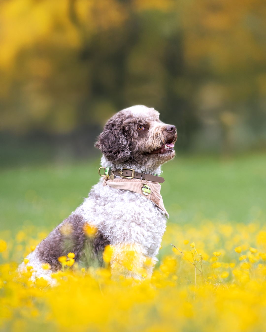 Hundeshooting in Weißenburg mit Yara - Fotowalk mit Markus Heber Photography Hundeshooting in Weißenburg mit Yara - Fotowalk mit Markus Heber Photography