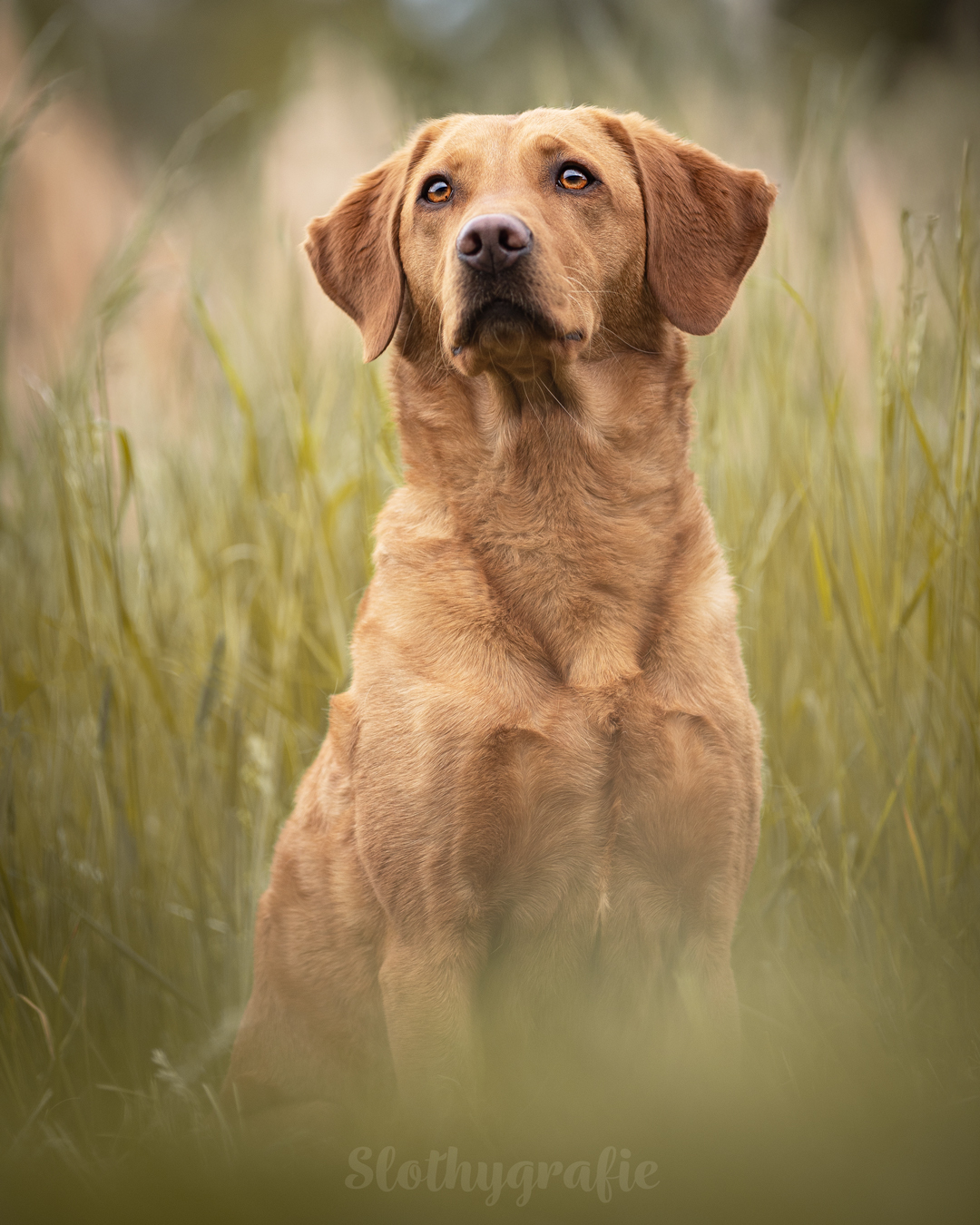 Hundefotografie in München mit Alice bei der Ruderregatta Oberschleißheim Hundefotografie in München mit Alice bei der Ruderregatta Oberschleißheim