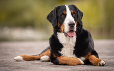Hundefotografie in München – Fotowalk rund um München an der Ruderregatta Oberschleißheim