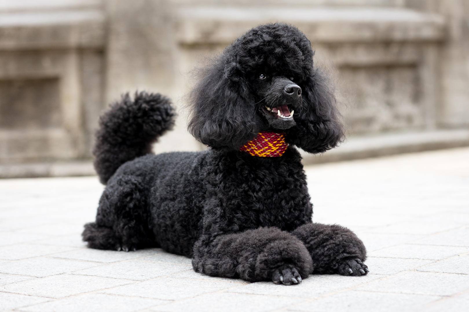 Hundefotoshooting mit Amico bei den Weißenburger Fototagen Hundefotoshooting mit Amico bei den Weißenburger Fototagen
