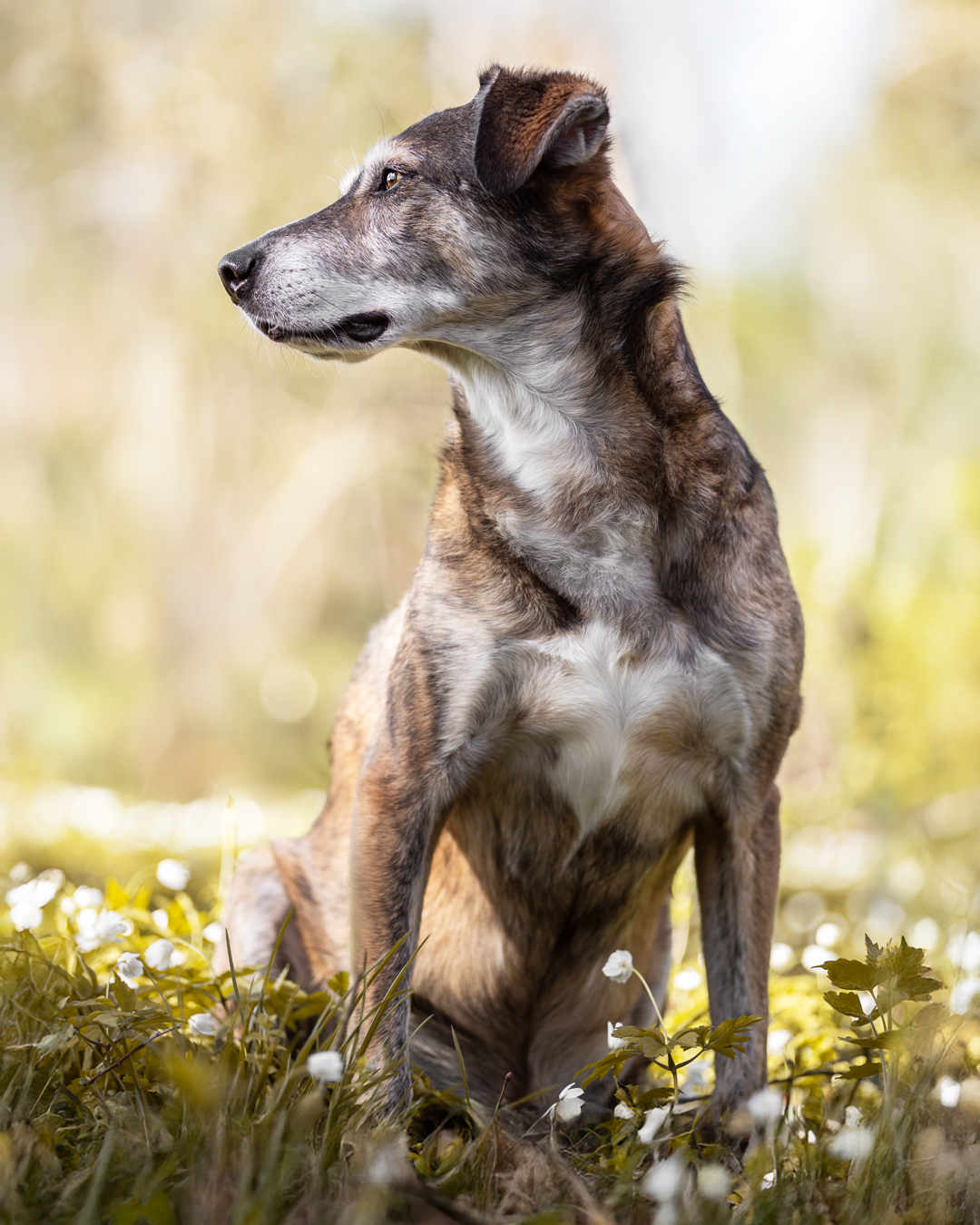 Hundeshooting_Dischingen_Jack Hundeshooting in Dischingen mit Jack von den riesertatzen