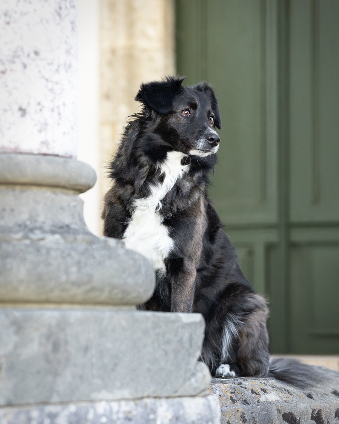 Hundeshooting_Dischingen_Talina Hundeshooting in Dischingen mit Talina von den riesertatzen