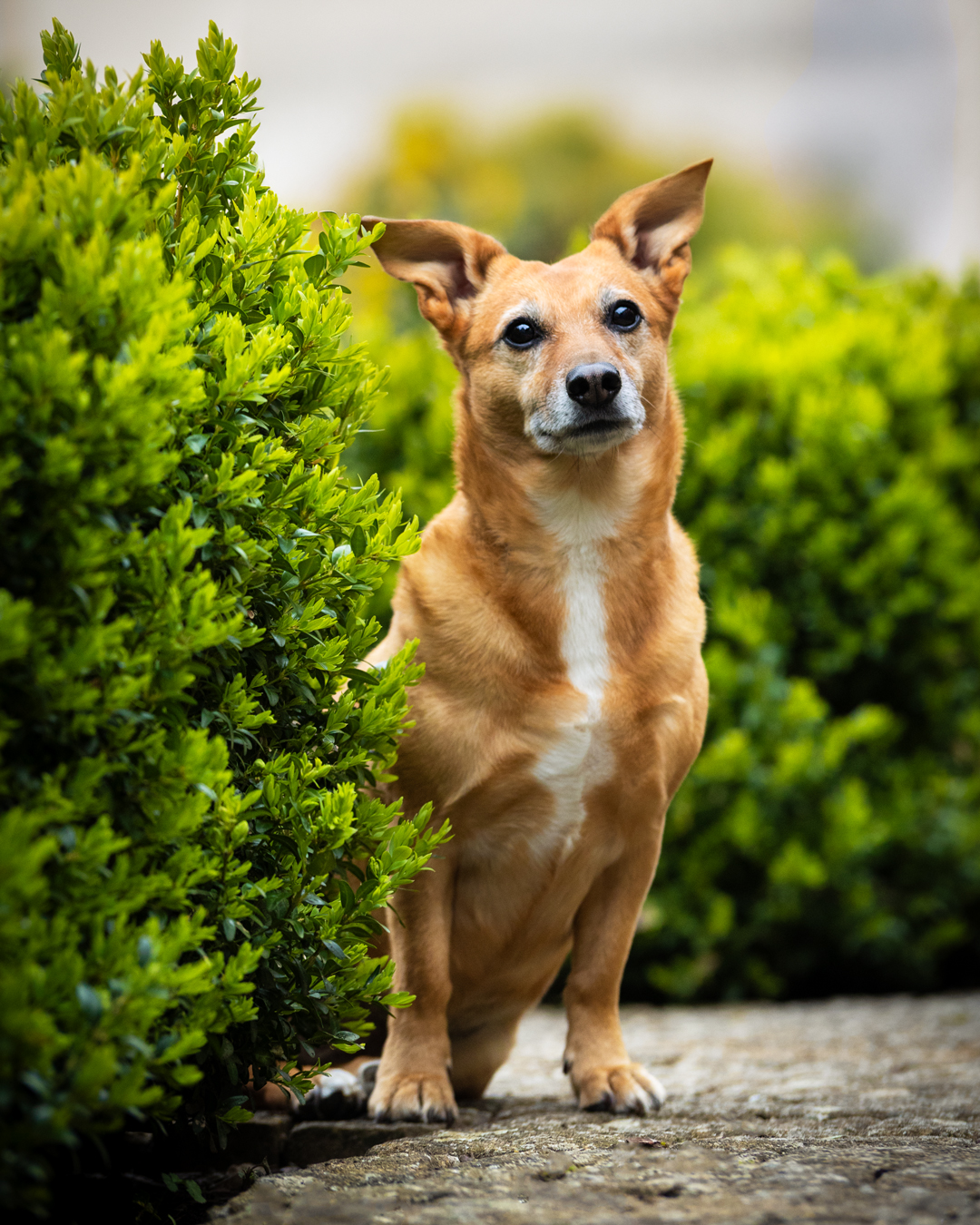 Hundefotografie mit Lucy bei den Weißenburger Fototagen Hundefotografie mit Lucy bei den Weißenburger Fototagen