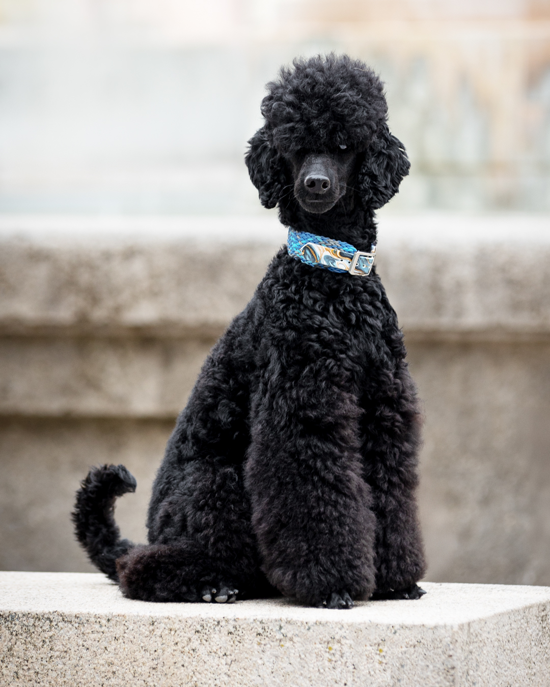 Hundefotoshooting mit Toni bei den Weißenburger Fototagen Hundefotoshooting mit Toni bei den Weißenburger Fototagen