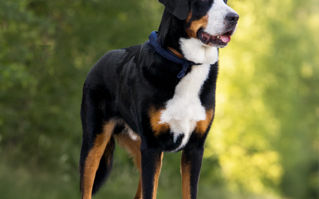 Hundefotografie in München – Fotowalk rund um München in Fröttmaning