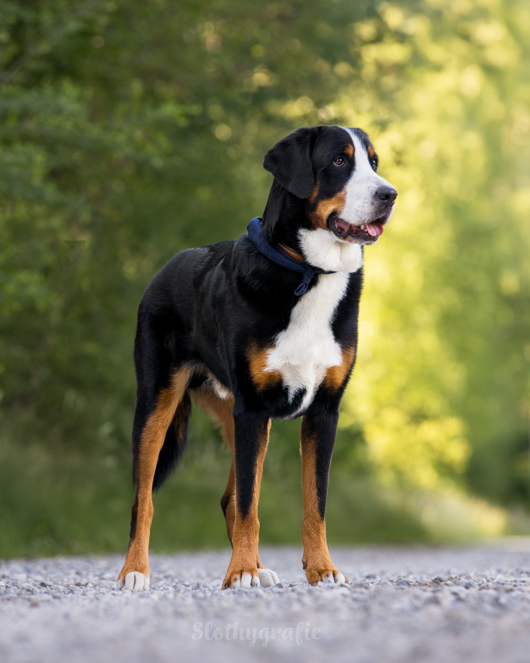 Hundefotografie mit Amboss in Fröttmaning - Hunde Fotowalk rund um München Hundefotografie mit Amboss in Fröttmaning - Hunde Fotowalk rund um München