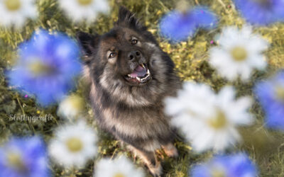 Hundefotografie in München – Fotowalk rund um München in Fröttmaning