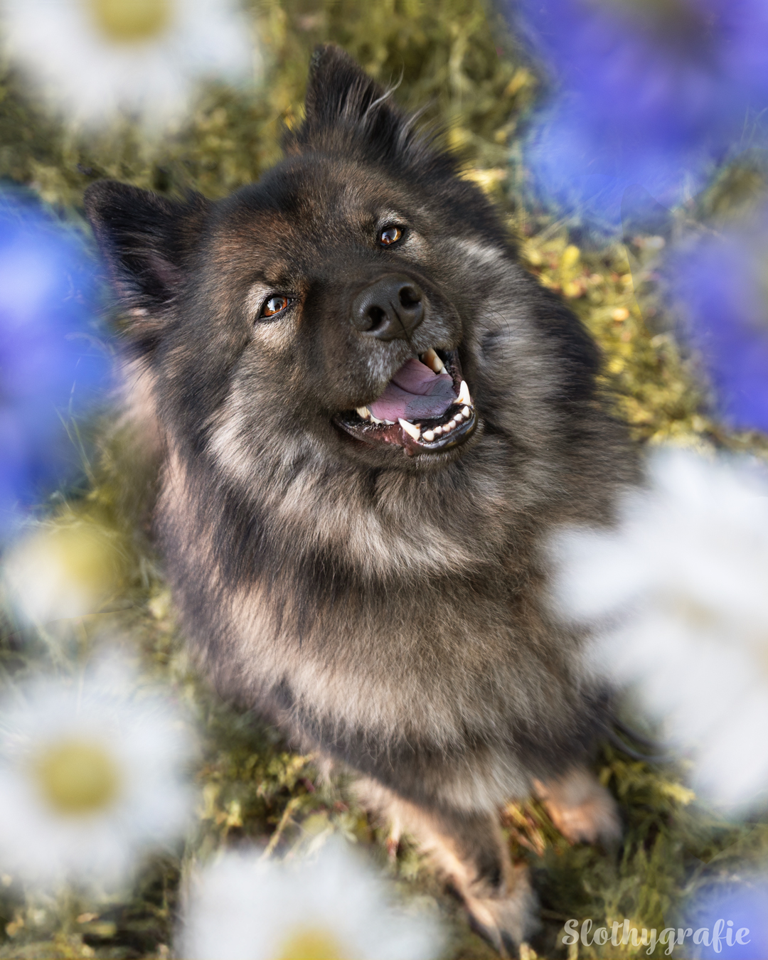 Hundefotografie mit Ceyla in Fröttmaning - Hunde Fotowalk rund um München Hundefotografie mit Ceyla in Fröttmaning - Hunde Fotowalk rund um München