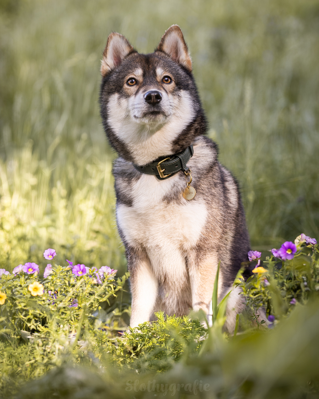 Hundefotografie mit Elvis in Fröttmaning - Hunde Fotowalk rund um München
