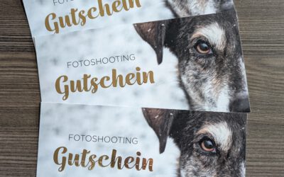 Tierschutz mit Herz – Spendenaktion an die Tierheime Günzburg, Ulm und Heidenheim