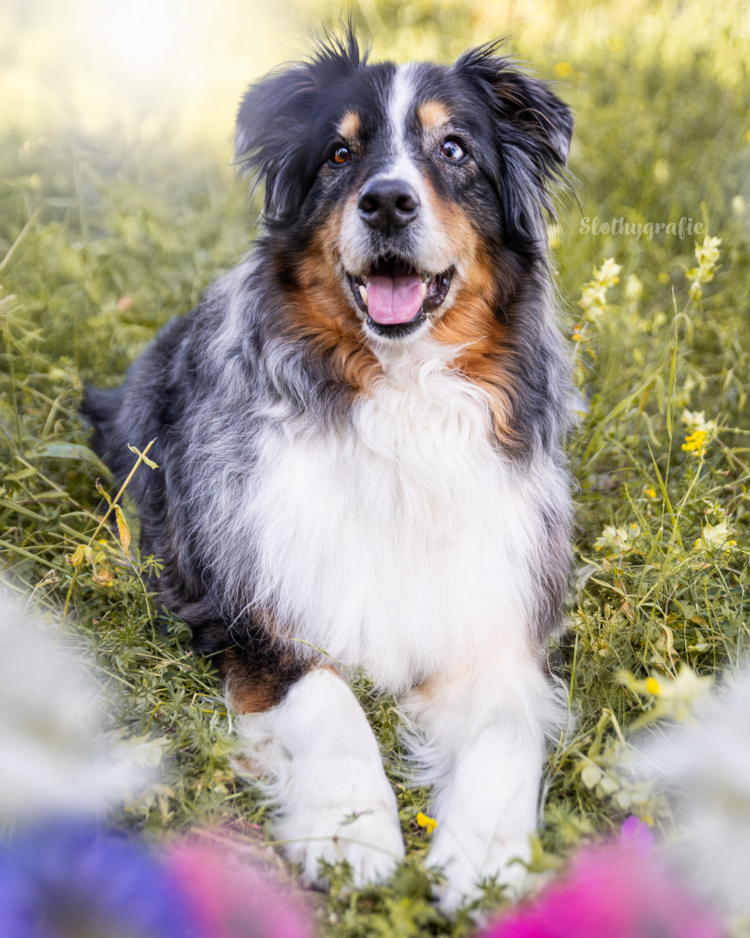 Hundefotografie mit Jack in Fröttmaning - Hunde Fotowalk rund um München Hundefotografie mit Jack in Fröttmaning - Hunde Fotowalk rund um München