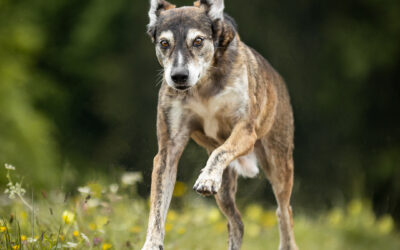 Hundefotografie am Chiemsee – Urlaub mit Hund