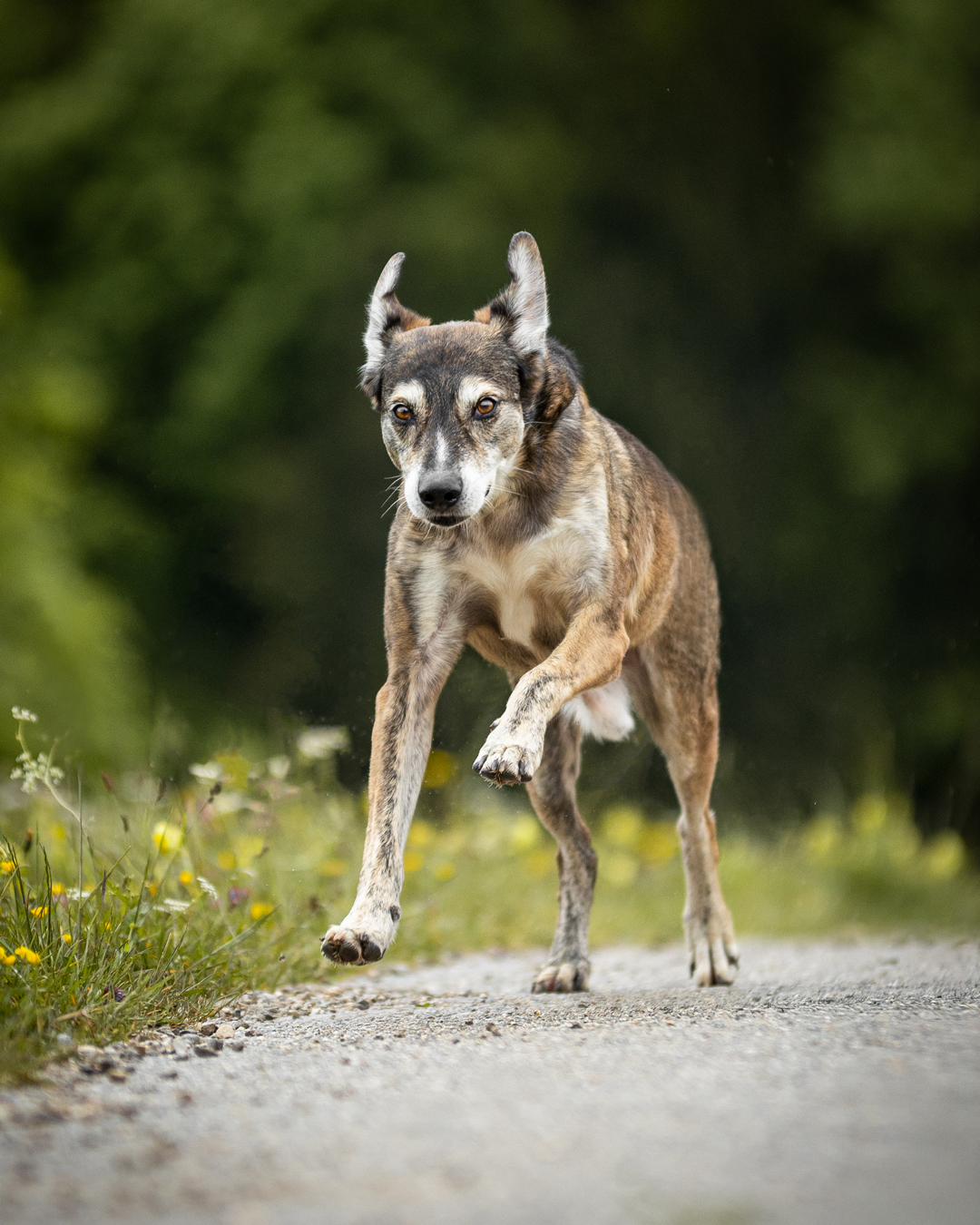 Hundefotografie am Chiemsee mit Jack Hundefotografie am Chiemsee mit Jack
