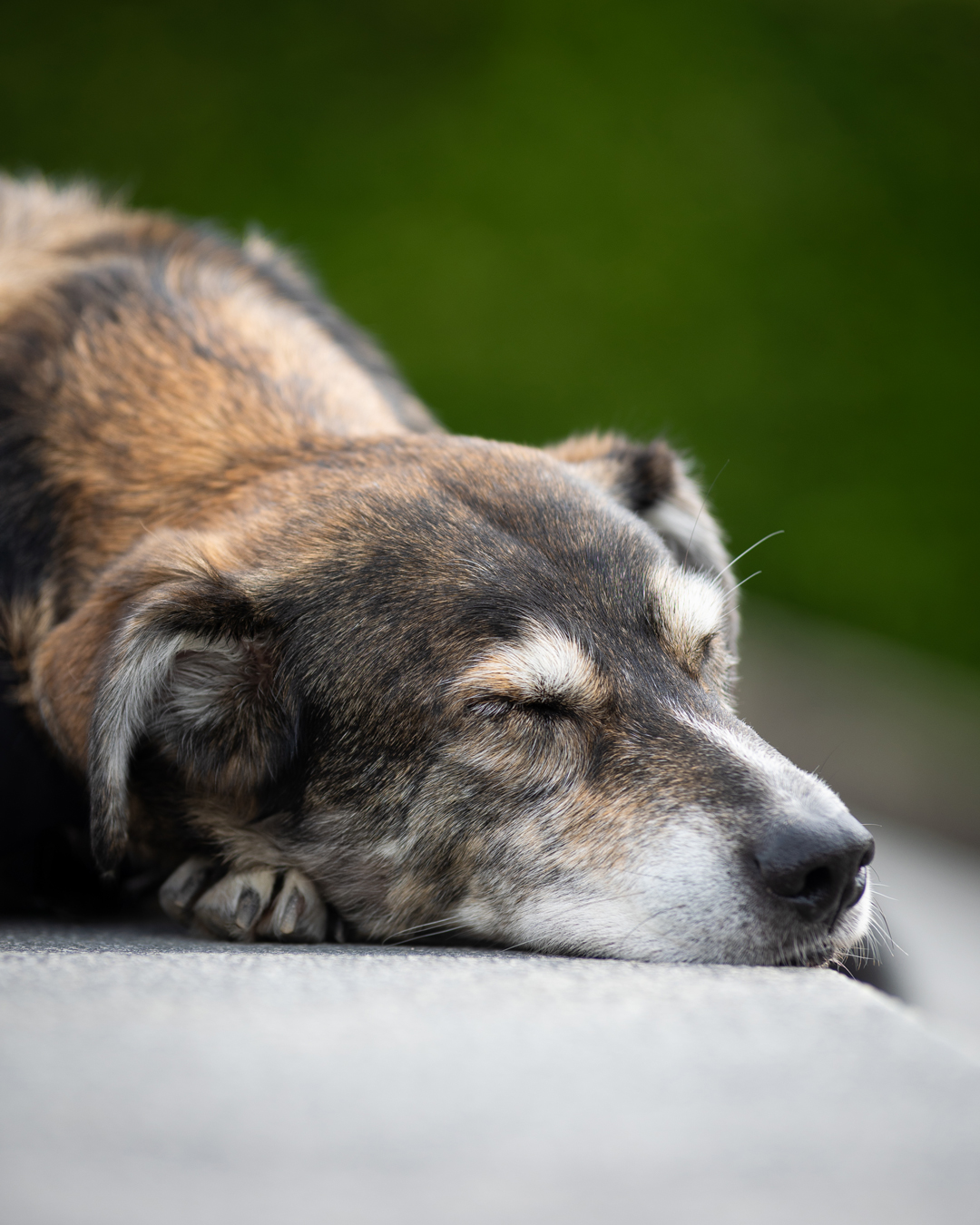 Hundefotografie am Chiemsee mit Jack Hundefotografie am Chiemsee mit Jack