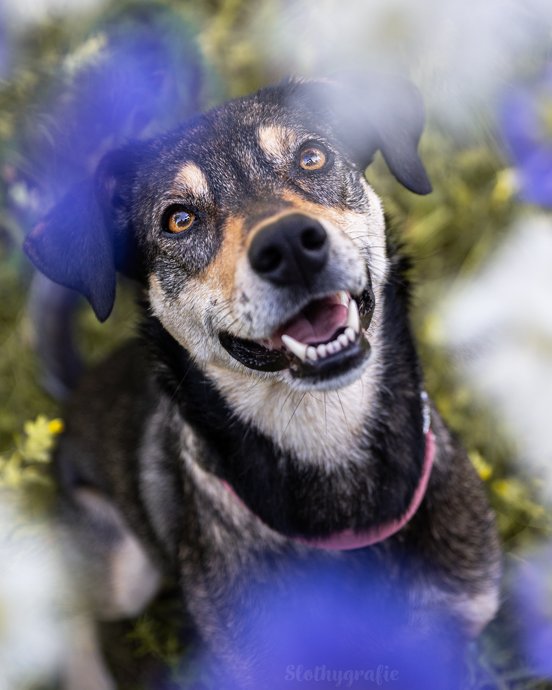 Hundefotografie mit Jacky in Fröttmaning - Hunde Fotowalk rund um München Hundefotografie mit Jacky in Fröttmaning - Hunde Fotowalk rund um München