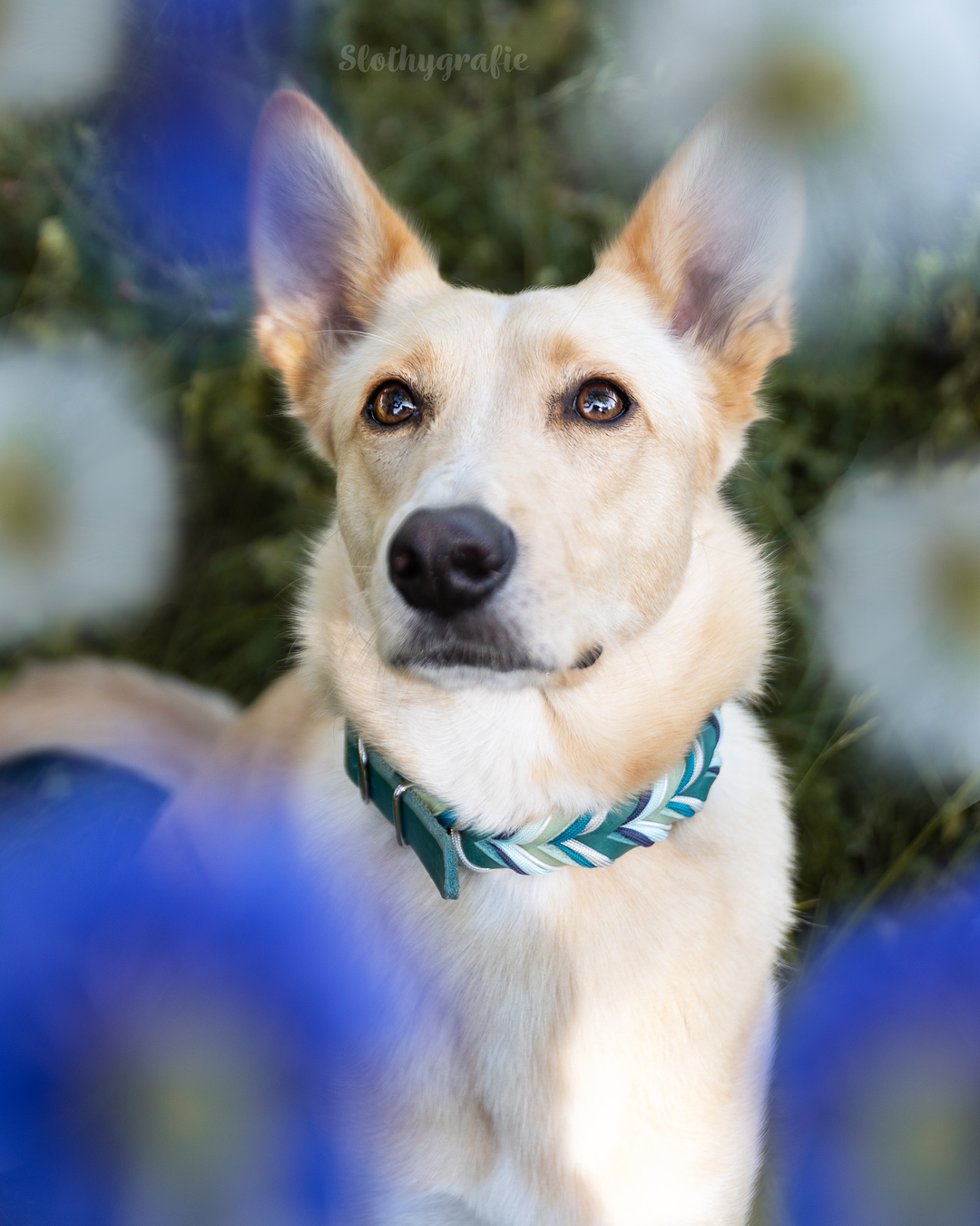 Hundefotografie mit Lotti in Fröttmaning - Hunde Fotowalk rund um München Hundefotografie mit Lotti in Fröttmaning - Hunde Fotowalk rund um München