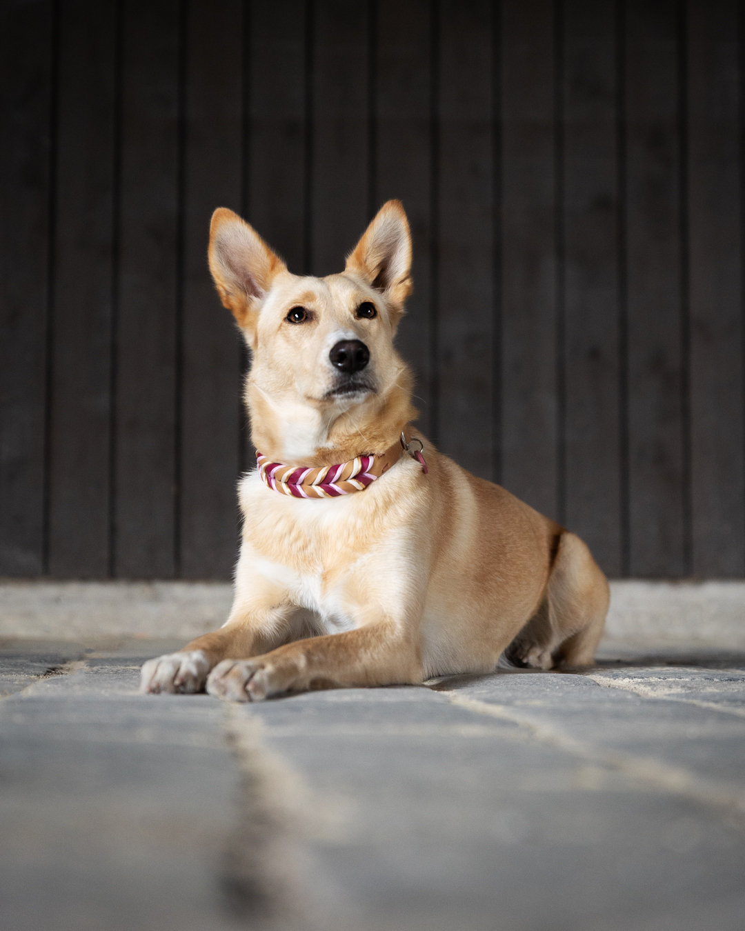 Hundefotografie in München mit Lotti bei der Ruderregatta Oberschleißheim Hundefotografie in München mit Lotti bei der Ruderregatta Oberschleißheim