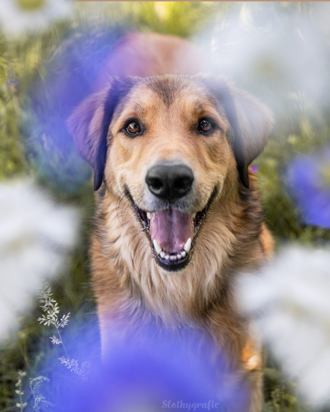 Hundefotografie mit Nacho in Fröttmaning - Hunde Fotowalk rund um München Hundefotografie mit Nacho in Fröttmaning - Hunde Fotowalk rund um München