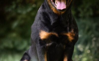 Hundefotografie in Gachenbach – Hundeshooting in Bayern