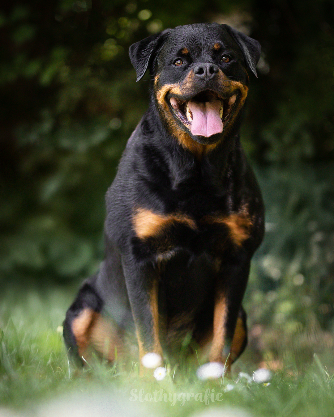 Hundefotoshooting Gachenbach Rottweiler Ragnar Hundefotoshooting Gachenbach Rottweiler Ragnar