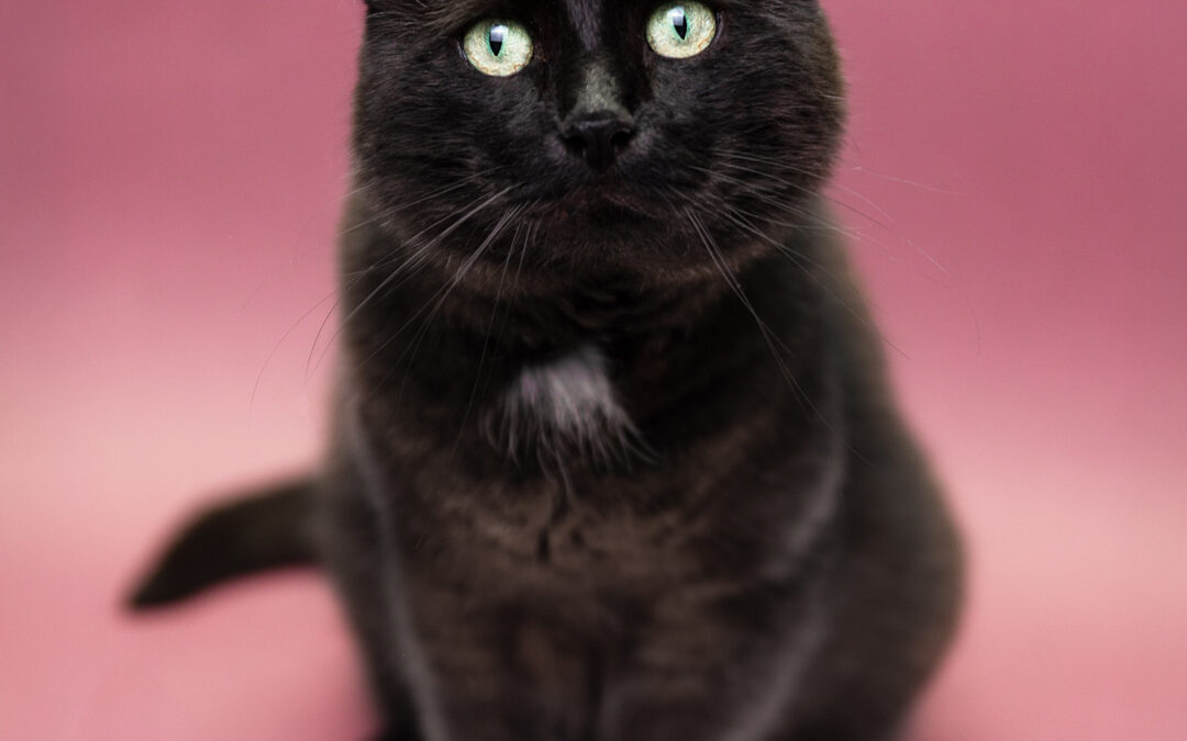 Katzen Studioshooting in Zöschingen – Katzenfotografie mit Shadow von den riesertatzen