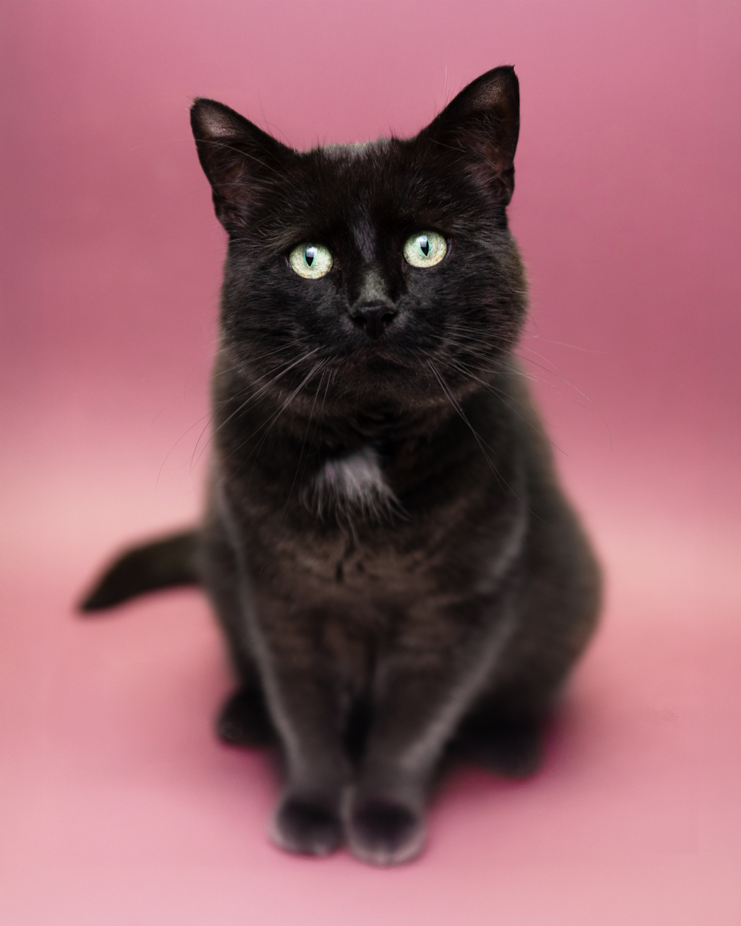 Studioshooting mit meinem Kater