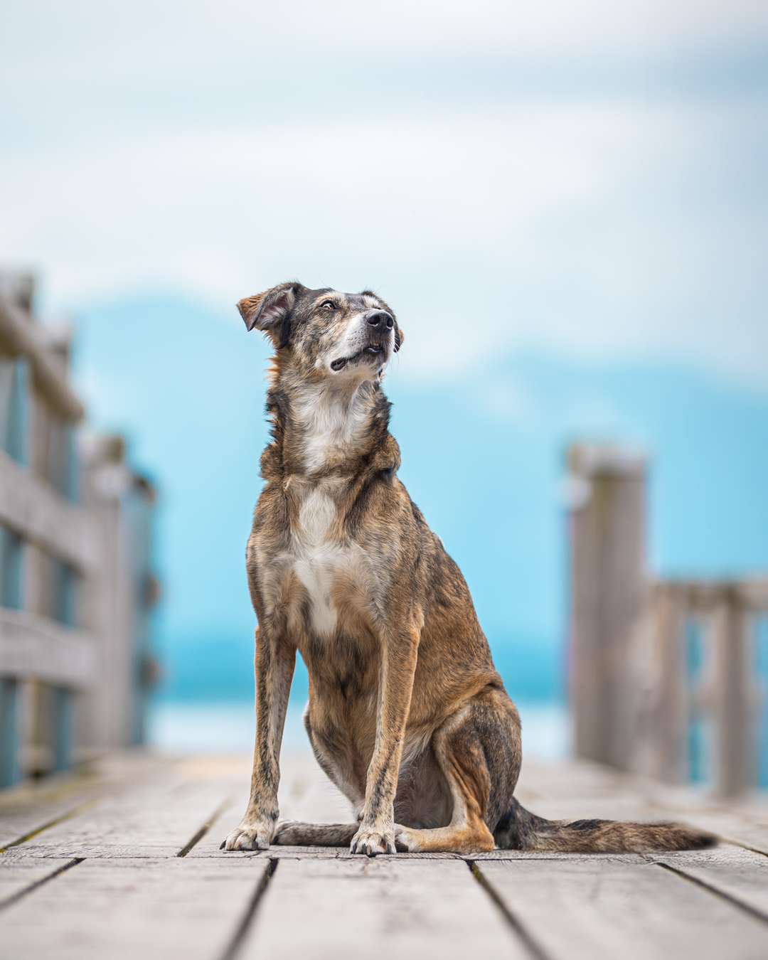 Hundefotografie mit Jack am Chiemseee - Urlaub mit Hund am Chiemsee in Prien Hundefotografie mit Jack am Chiemseee - Urlaub mit Hund am Chiemsee in Prien
