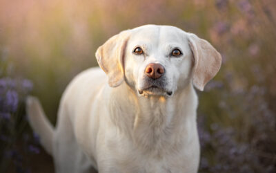 Hundeshooting im Lavendelfeld – Hundefotografie beim Fotowalk rund um München bei Adlstrass in Dorfen