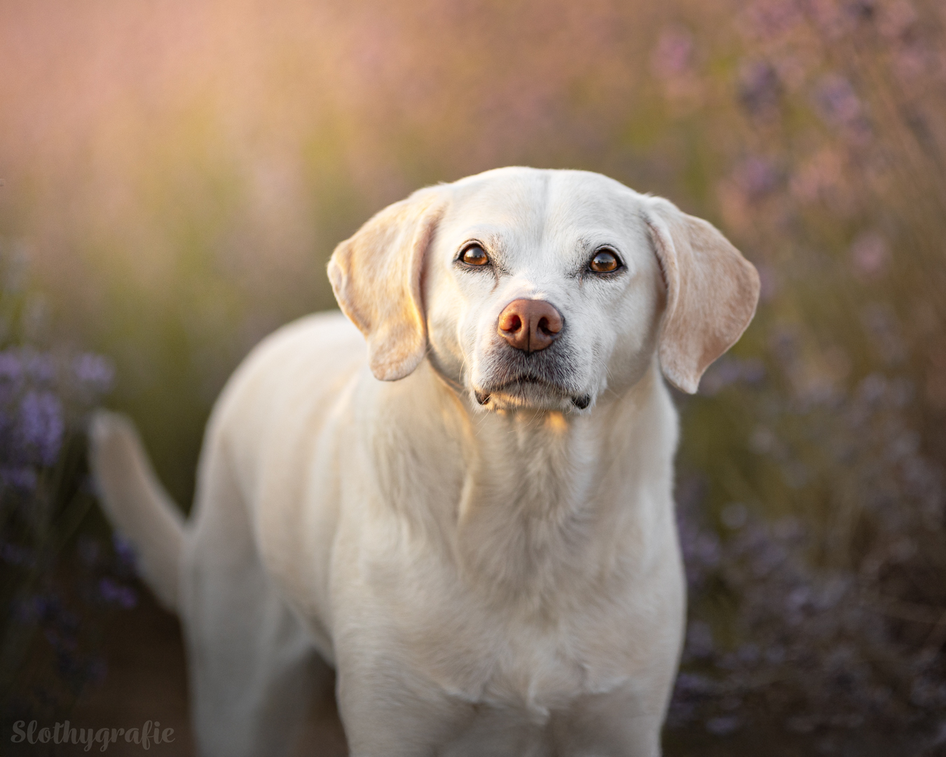 Hundeshooting im Lavendelfeld mit Biene bei Adlstrass in Dorfen beim Fotowalk rund um München Hundeshooting im Lavendelfeld mit Biene bei Adlstrass in Dorfen beim Fotowalk rund um München