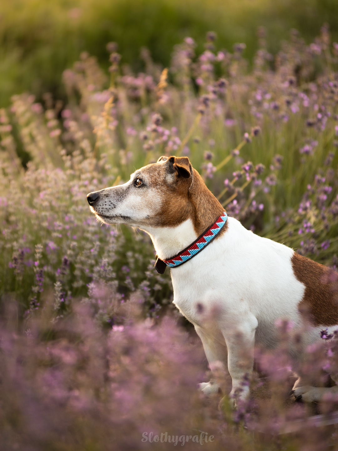 Hundeshooting im Lavendelfeld mit Fido bei Adlstrass in Dorfen beim Fotowalk rund um München Hundeshooting im Lavendelfeld mit Fido bei Adlstrass in Dorfen beim Fotowalk rund um München