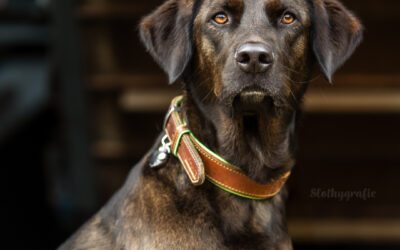 Fotowalk im Hopfenfeld – Ein ganz besonderer Morgen für Hundefotografie