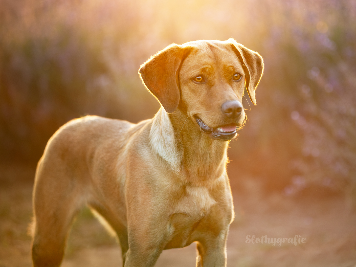 Hundeshooting im Lavendelfeld mit Ginny bei Adlstrass in Dorfen beim Fotowalk rund um München Hundeshooting im Lavendelfeld mit Ginny bei Adlstrass in Dorfen beim Fotowalk rund um München
