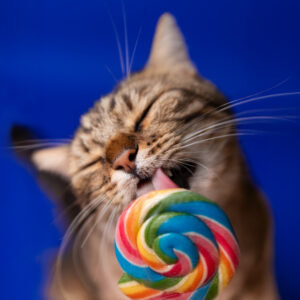 Katzen Lollishooting mit schnuffi von den riesertatzen - Katzenfotografie