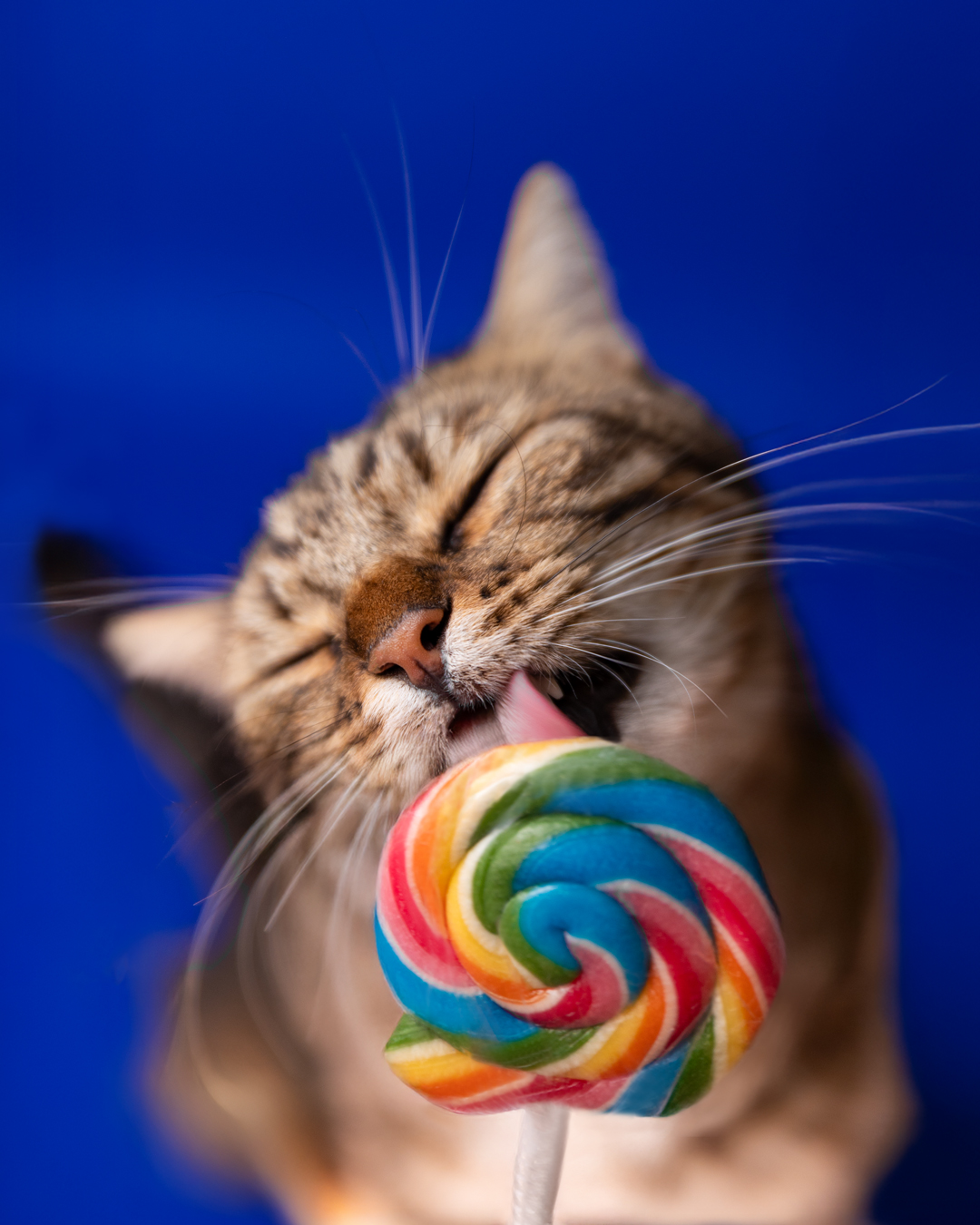 Katzen Lollishooting mit schnuffi von den riesertatzen - KatzenfotografieKatzen Lollishooting mit schnuffi von den riesertatzen - Katzenfotografie Katzen Lollishooting mit schnuffi von den riesertatzen - Katzenfotografie