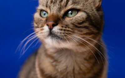 Katzenshooting in Zöschingen – Studioshooting mit Schnuffi & Shadow von den riesertatzen