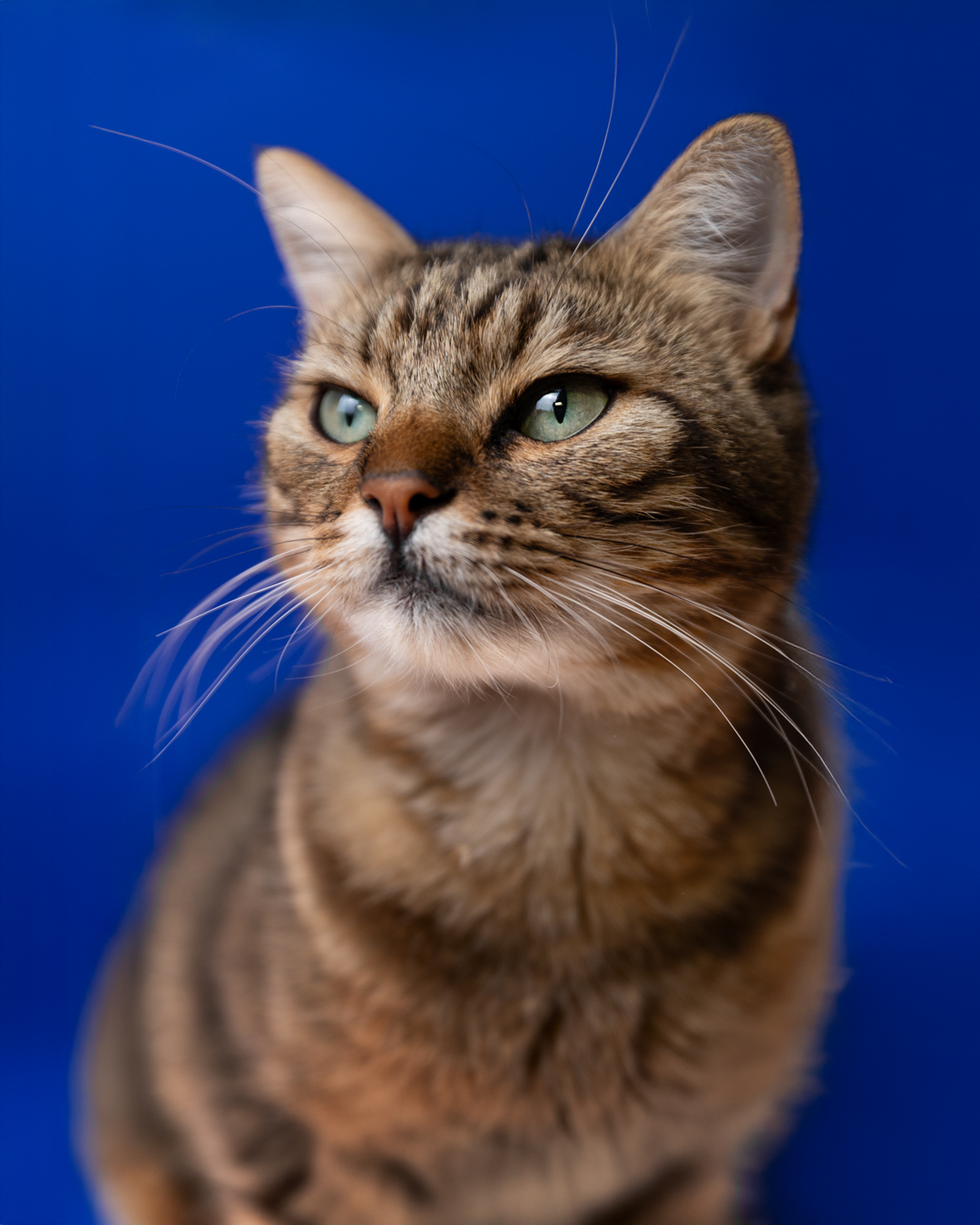 Studioshooting mit meinem Kater Schnuffi Katzenfotografie