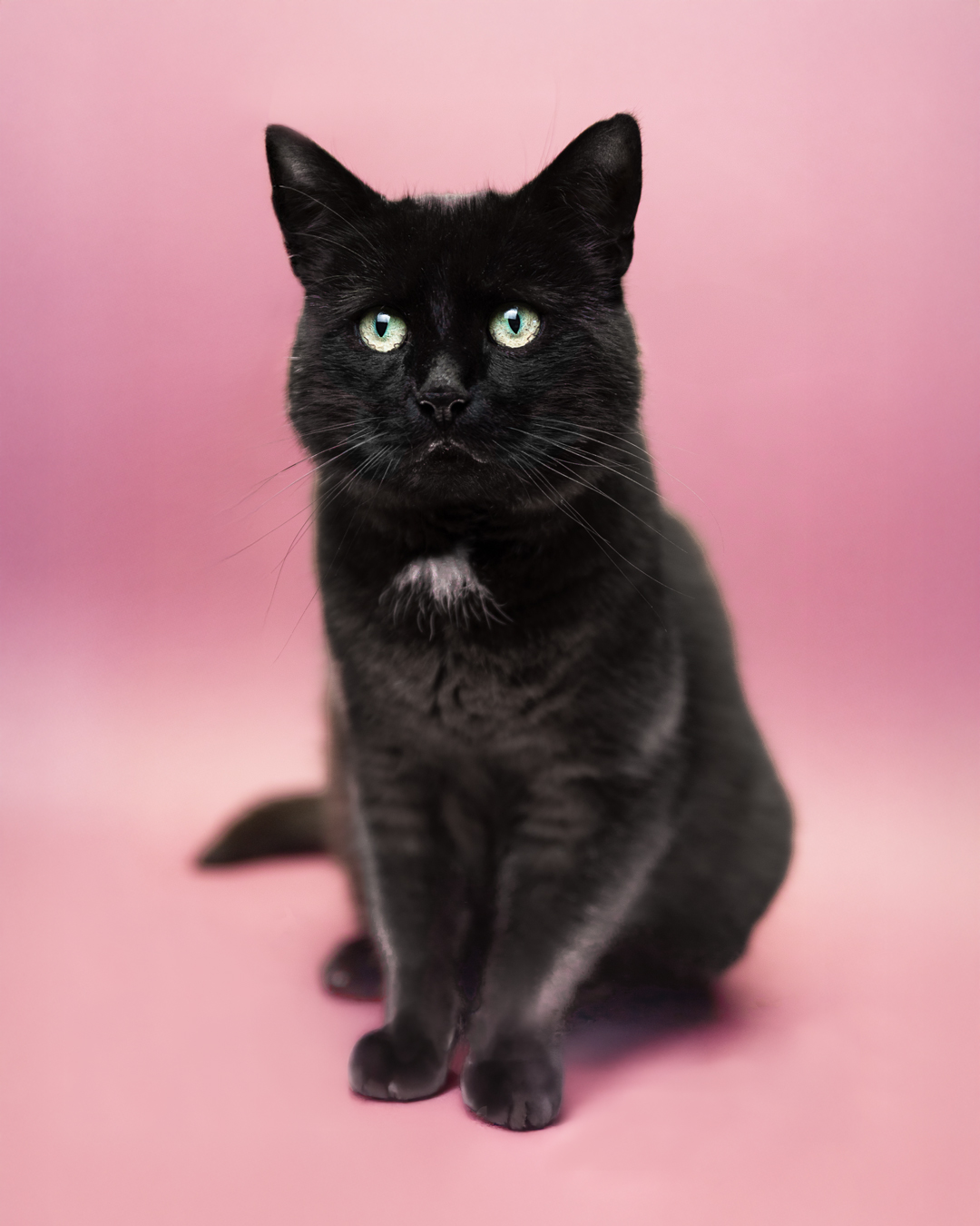 Katzenshooting im Studio mit Shadow von den riesertatzen - Katzenfotografie Katzenshooting im Studio mit Shadow von den riesertatzen - Katzenfotografie