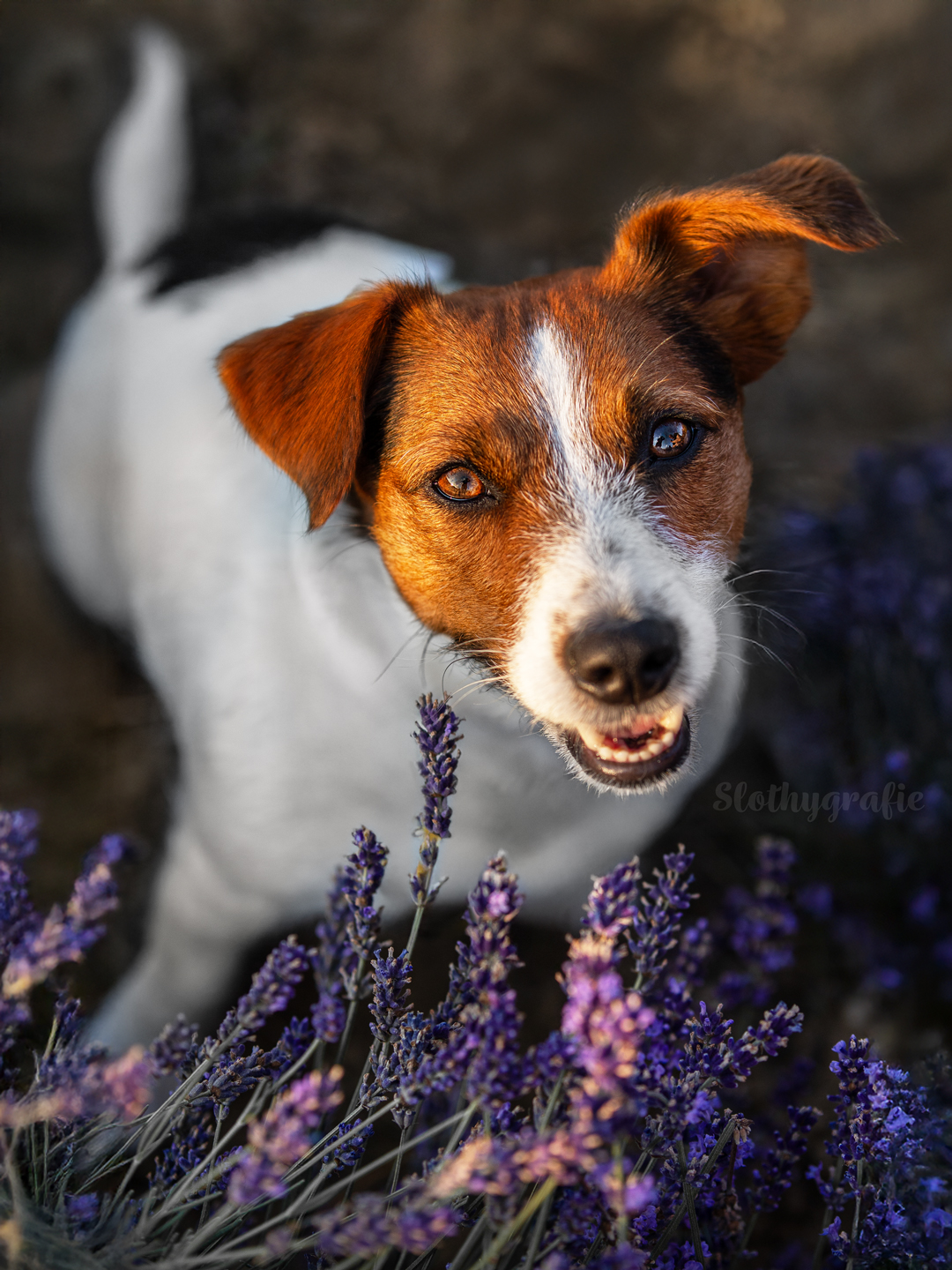 Hundeshooting im Lavendelfeld mit Lilly - Hundefotografie beim Fotowalk rund um München bei Adlstrass Lavendelfeld Hundeshooting im Lavendelfeld mit Lilly - Hundefotografie beim Fotowalk rund um München bei Adlstrass Lavendelfeld