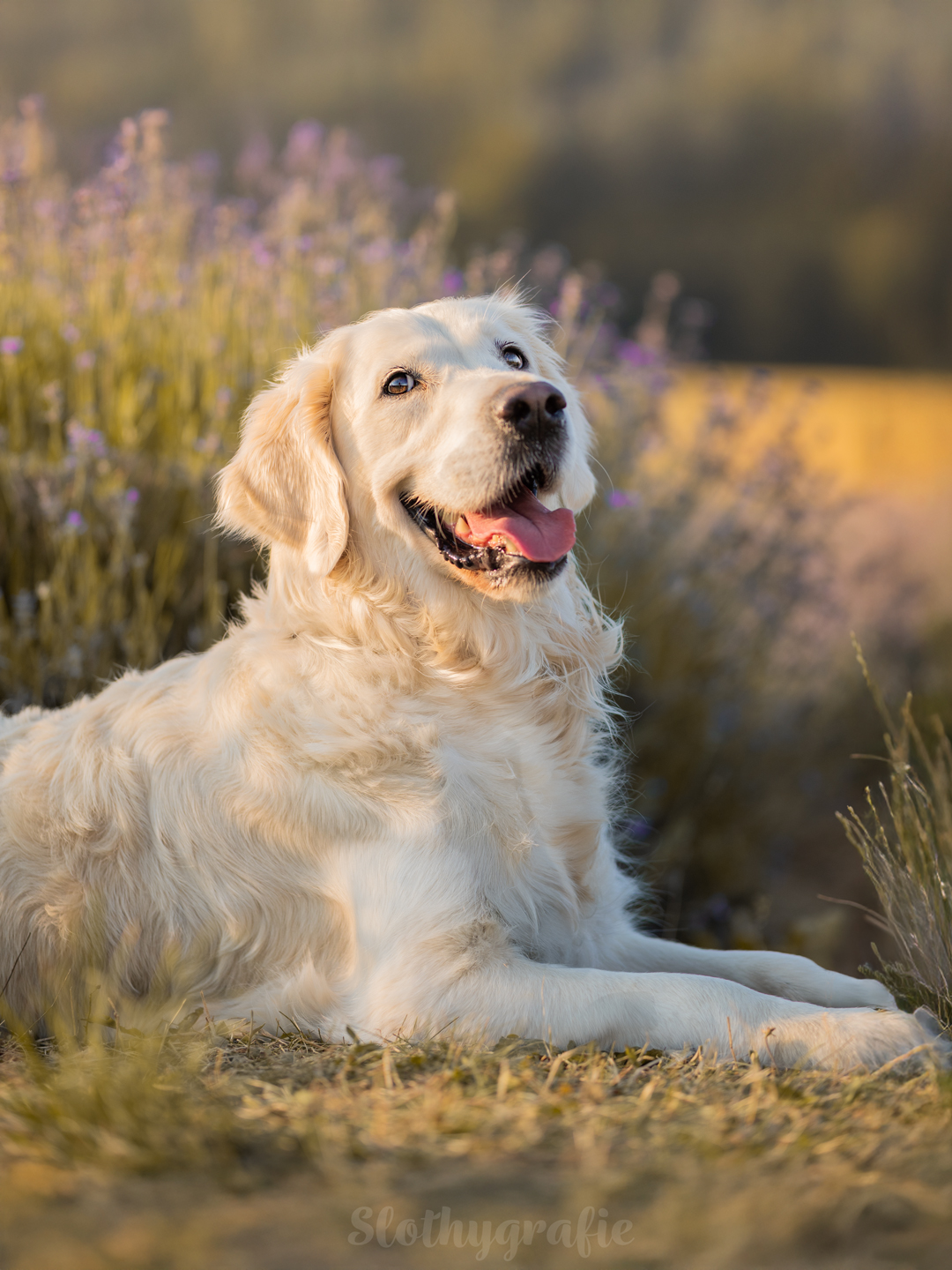 Hundeshooting im Lavendelfeld mit Grace bei Adlstrass in Dorfen beim Fotowalk rund um München Hundeshooting im Lavendelfeld mit Grace bei Adlstrass in Dorfen beim Fotowalk rund um München